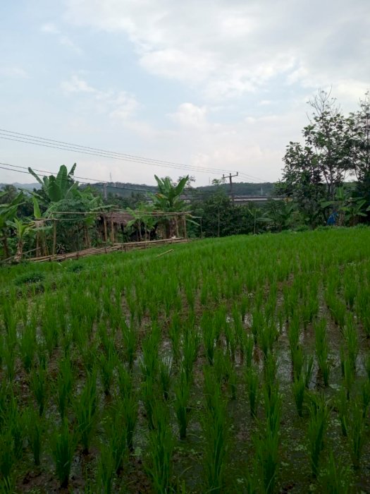 Di Jual Lahan Sawah Dan Kebun Di Cipada Padalarang Bandung Barat