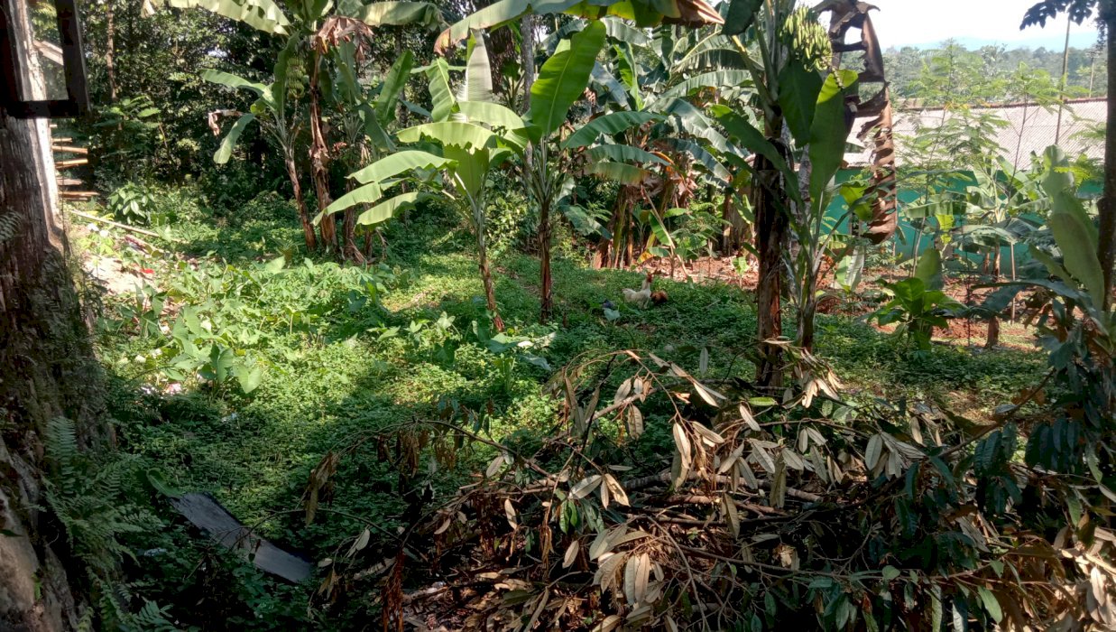 Tanah kebun buat bangun rumah dan yg lain y