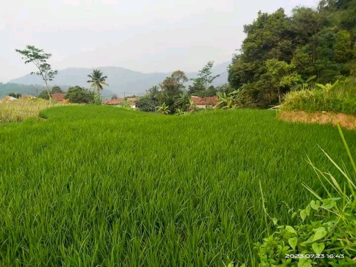 Tanah sawah produktip view pergunungan