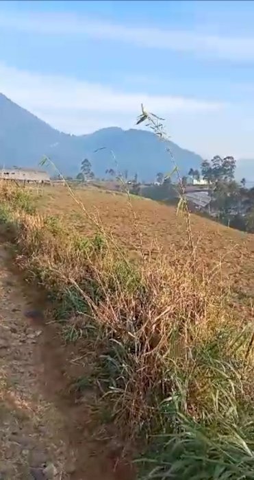 Di jual tanah 800tumbak