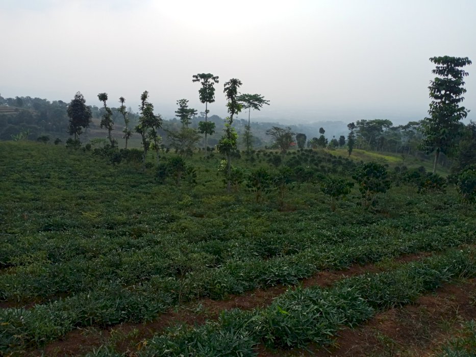 Tanah Kebun murah cocok buat di kavlingkn