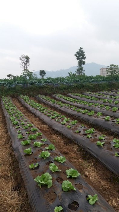 Jual Tanah Kebun Sertifikat Hak Milik