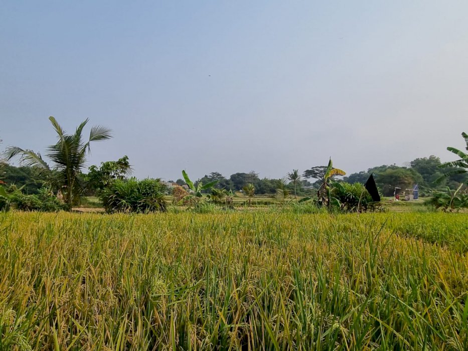 Dijual Tanah 10 Hektar Letak Strategis Di Samping Jalan Raya Propinsi