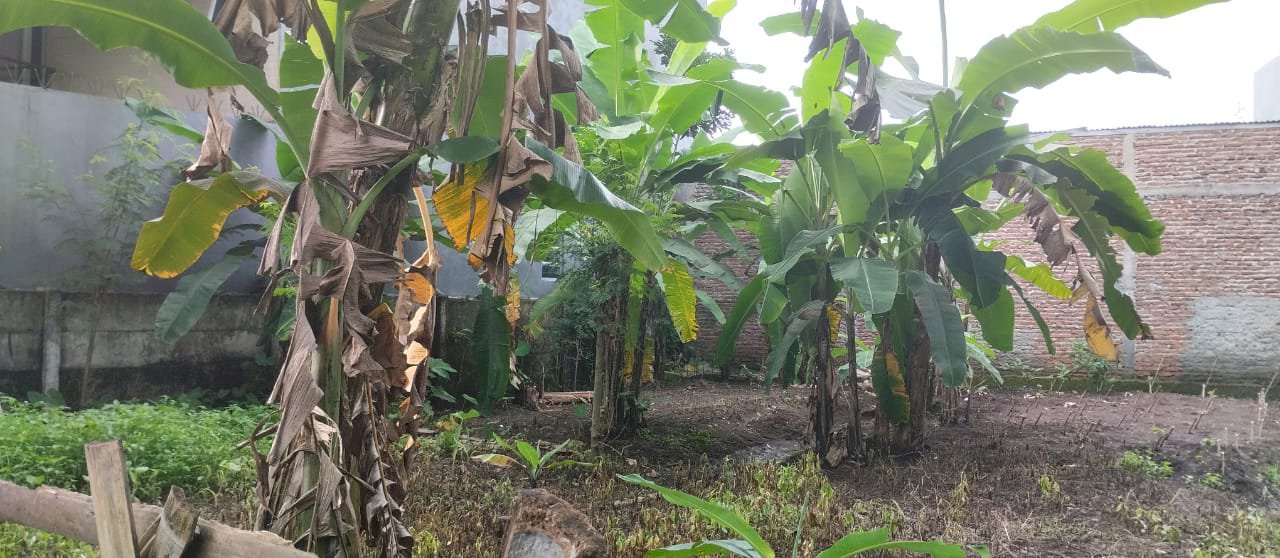 Disewakan sebidang tanah  dengan lokasi yang cocok untuk usaha