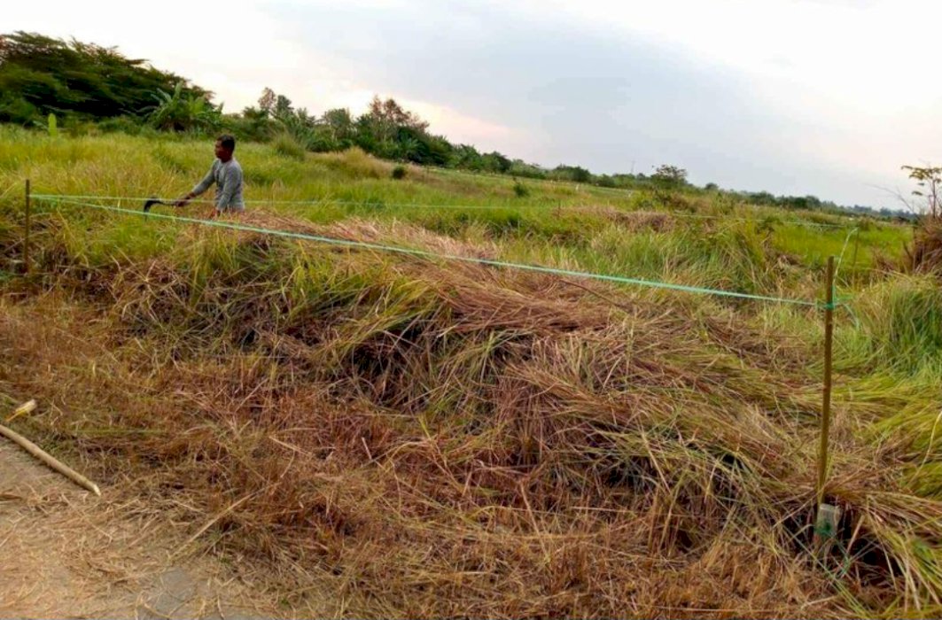 Jual tanah kavling murah benjeng gresik