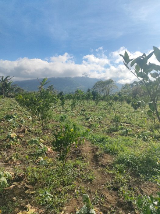Jual cepat murah tanah kebun di Catur Plaga Bali