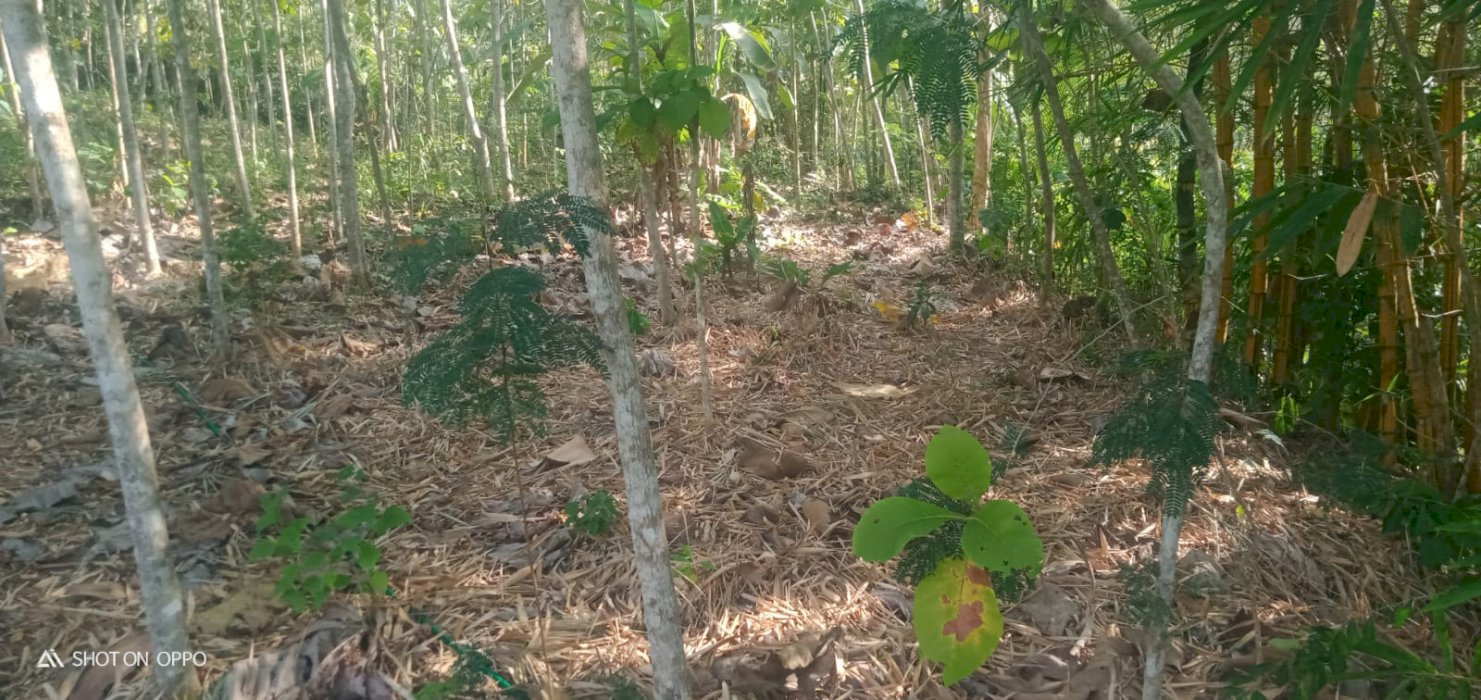 Dijula tanah kebun beserta pohon jati