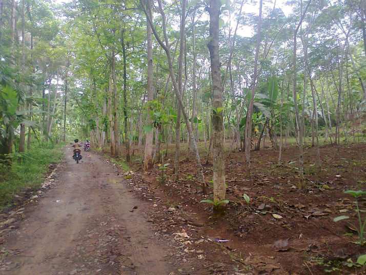 Dijual tanah kebun beserta pohon jati