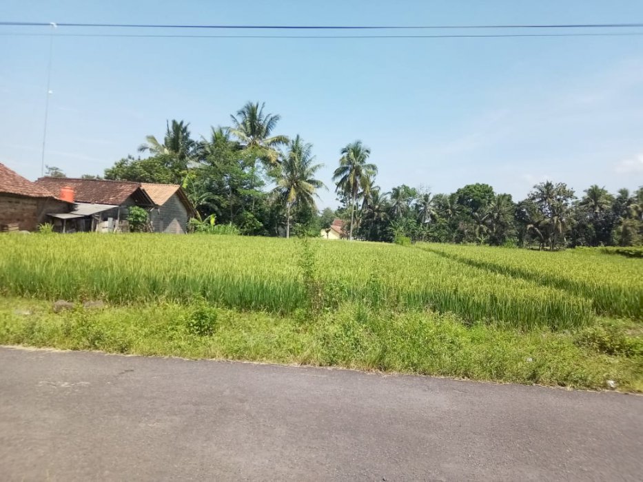 Dijual Tanah Sawah View Merapi Di Trimulyo Sleman Yogyakarta