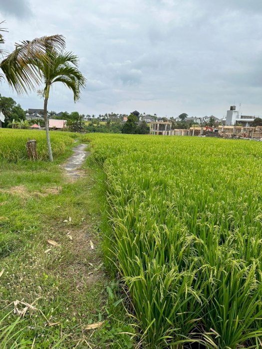DI JUAL TANAH LUAS  PINGGIR JALAN CEMAGI MENGENING BALI