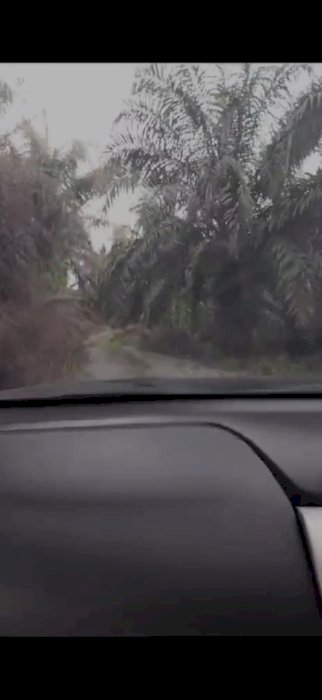 Jual Tanah Perkebunan Kelapa Sawit