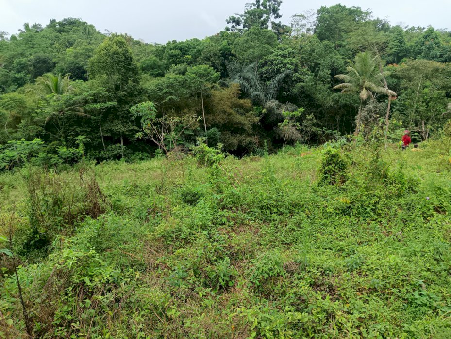 Dijual ! Tanah Kebun Terasering