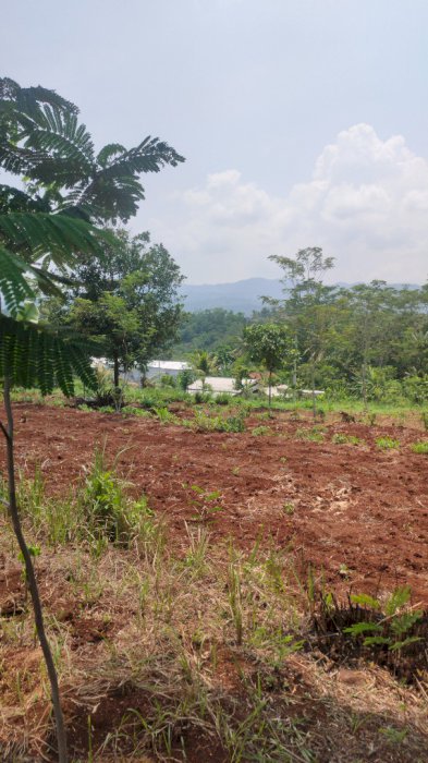 Jual Tanah beserta isinya