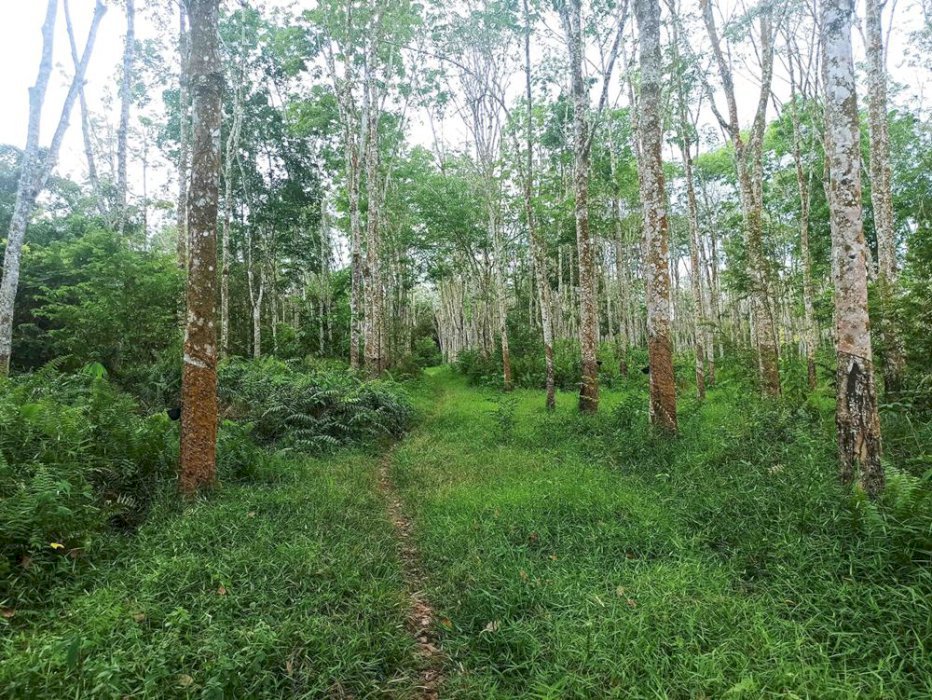 Dijual Cepat Tanah Kebon Karet Pinggir Jalan tanpa Perantara