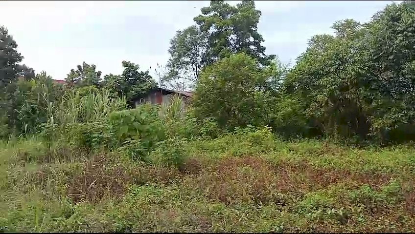 Dijual tanah jl Purwodadi panam