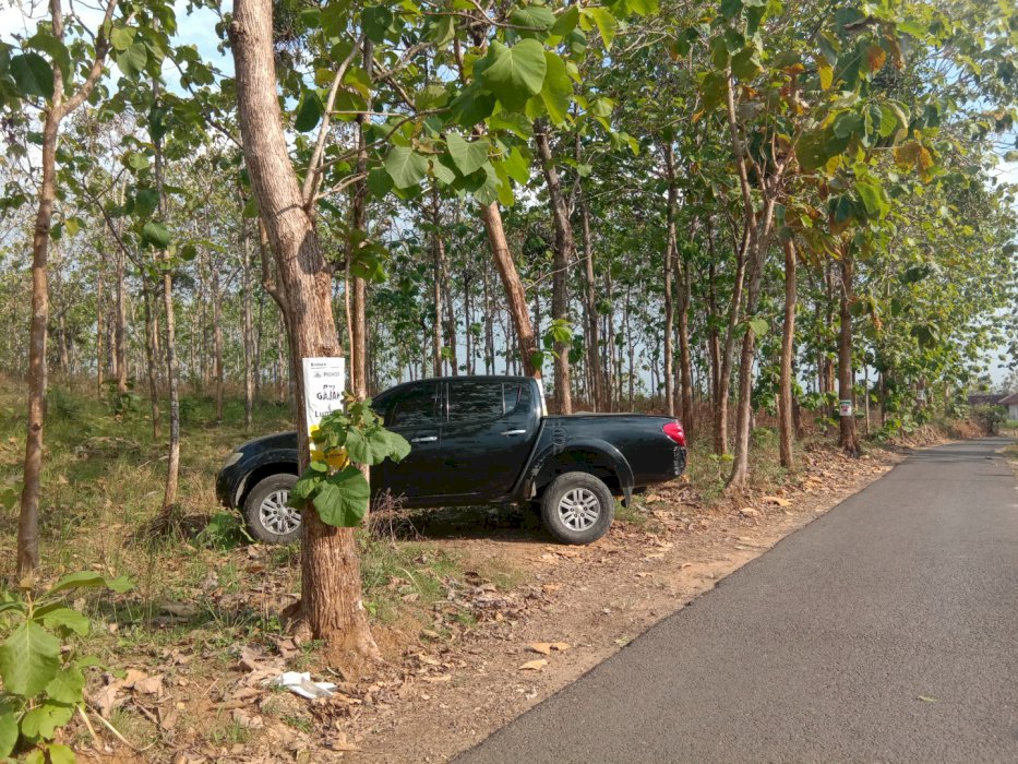 Jual tanah kebon jati, cocok untuk perkebunan,  wisata, sarang burung