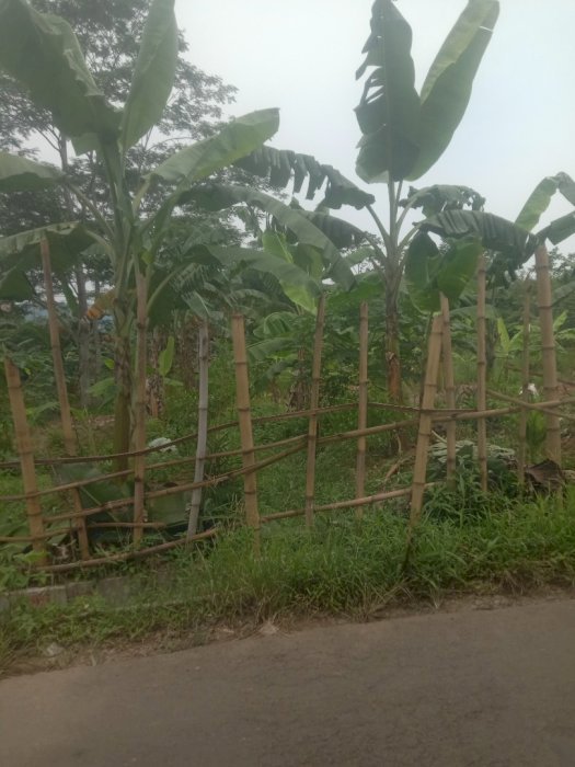 Jual tananah kebun lokasi hambaro lewiliang bogor barat