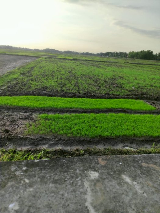 Jual Sawah Murah Banyuurip Bencorejo Purwokerto Jawa Tengah
