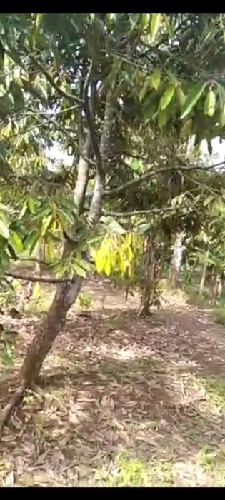 Jual tanah kebun duren montong mussnkin malaisya luas 12000
