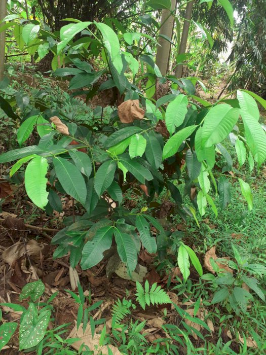 Di jual Tanah Murah Lokasi Nanggung Bogor
