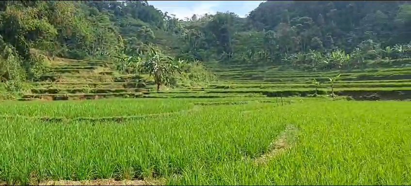 Jual tanah , luas 4 hektar