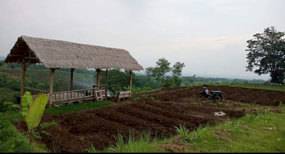 Jual Tanah Sawah Pacet Mojokerto