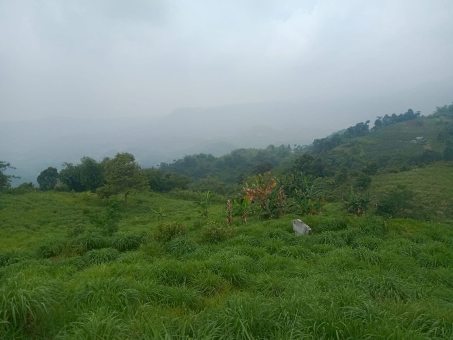 Tanah murah desa gorowong Parung panjang bogor