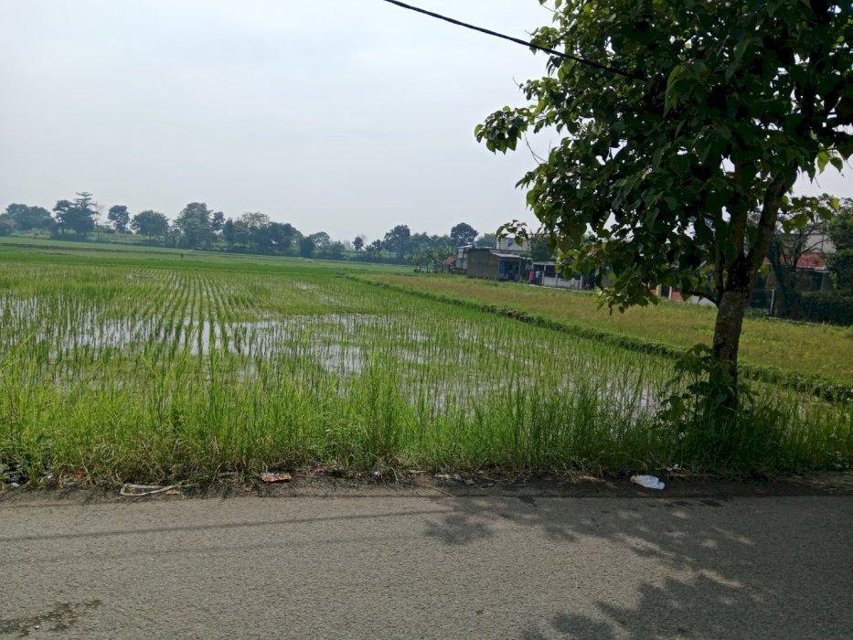 Jual tanah sawah/ tanah padat