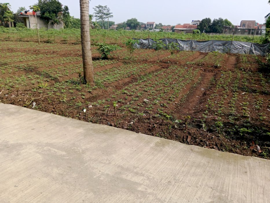Jual tanah padat /tanah kebun