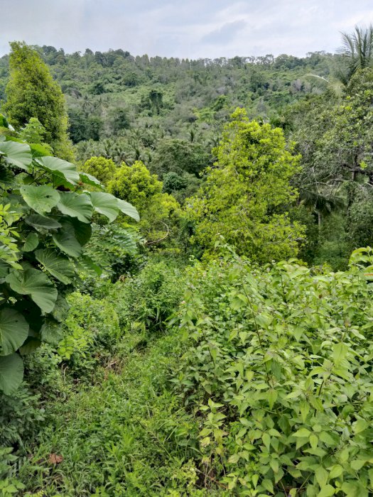 Jual lahan kebun 1 Hektar