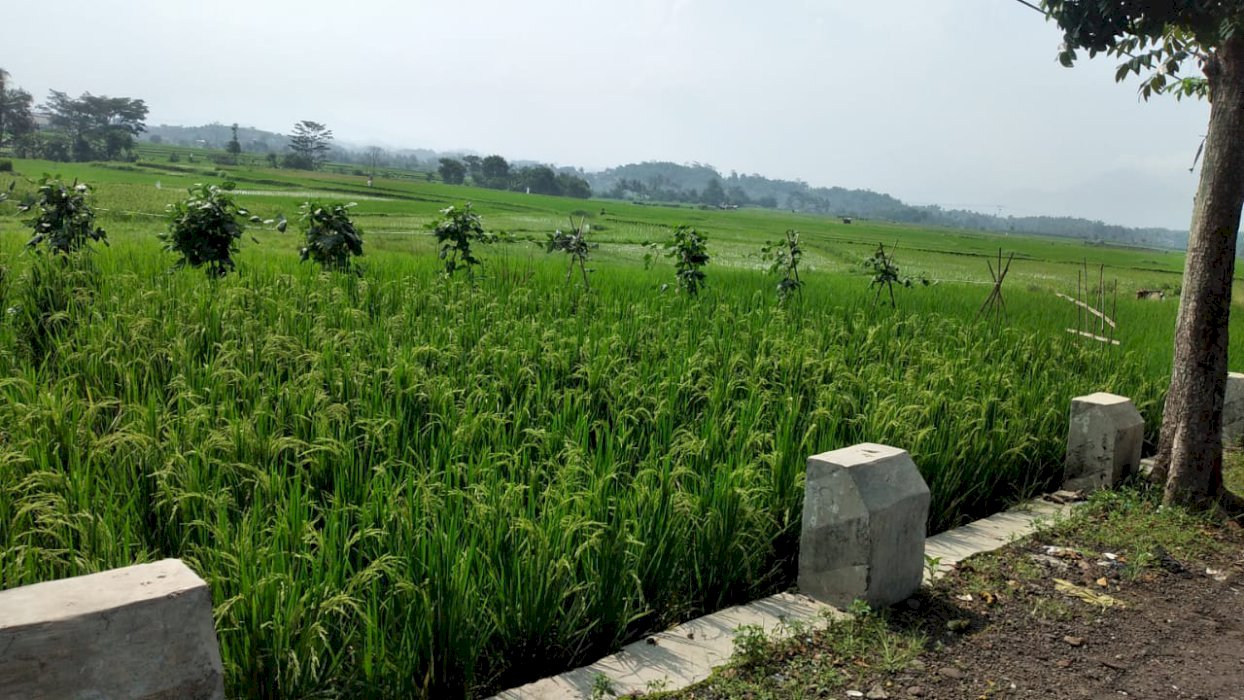 Jual tanah di sisi jalan raya sawah lega cibatu garut luas 300 tumbak