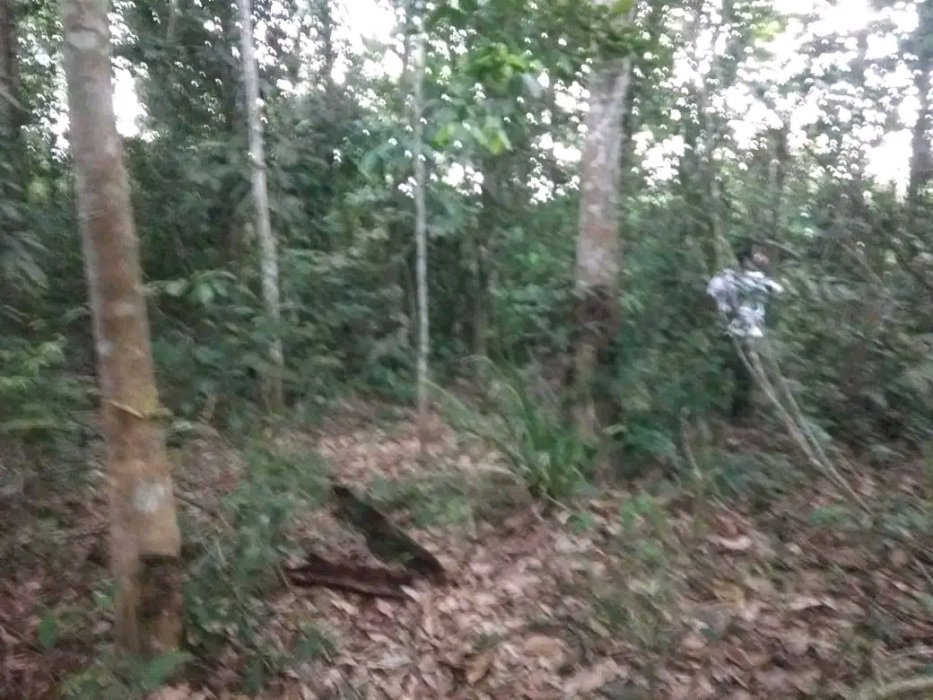 LAHAN KEBUN KARET MURAH UNGGUL SIAP SADAP / GANTI KEBUN SAWIT