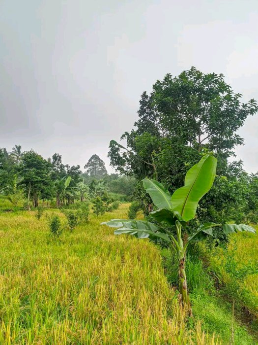 Tanahsawahlombok#lomboktengah