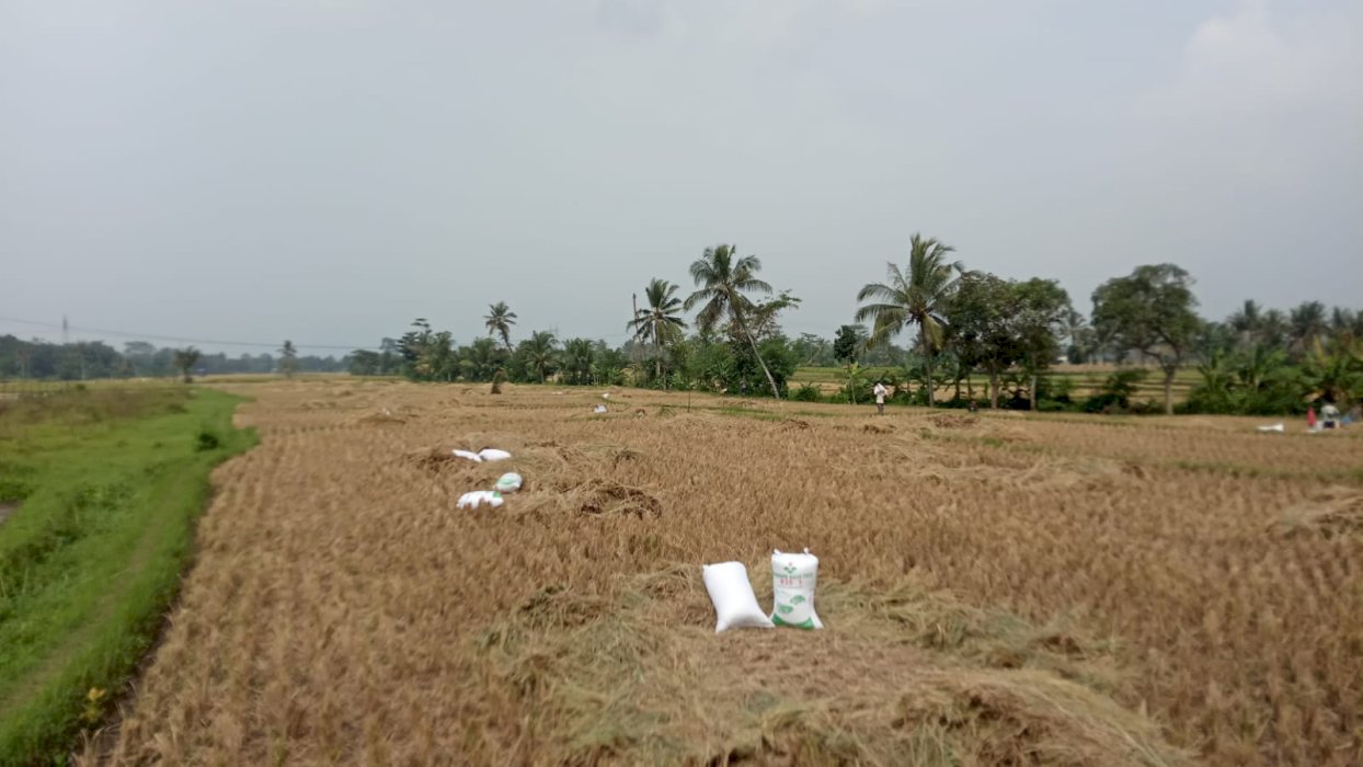 JUAL PESAWAHAN/TANAH