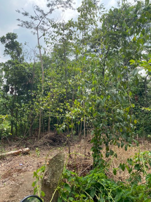 Dijual Tanah Kebun Pinggir Jalan