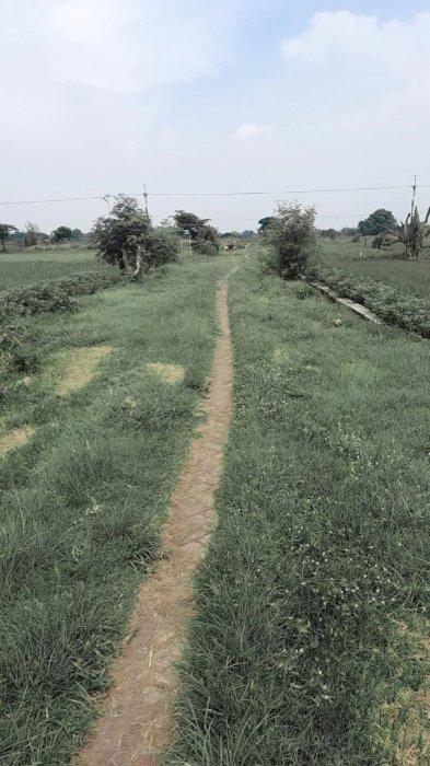 Jual Sawah Kering Gresik Murah