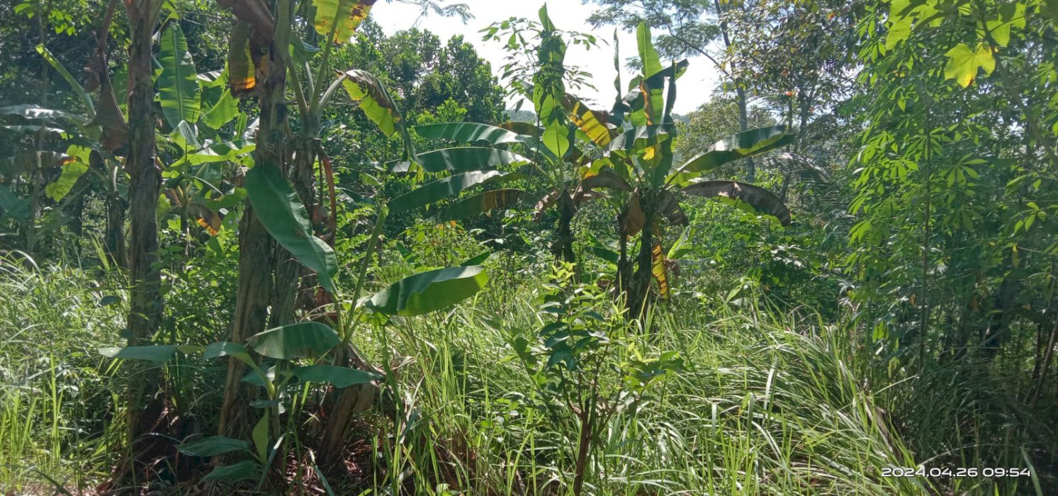 Di jual cepat tanah daerah majenang