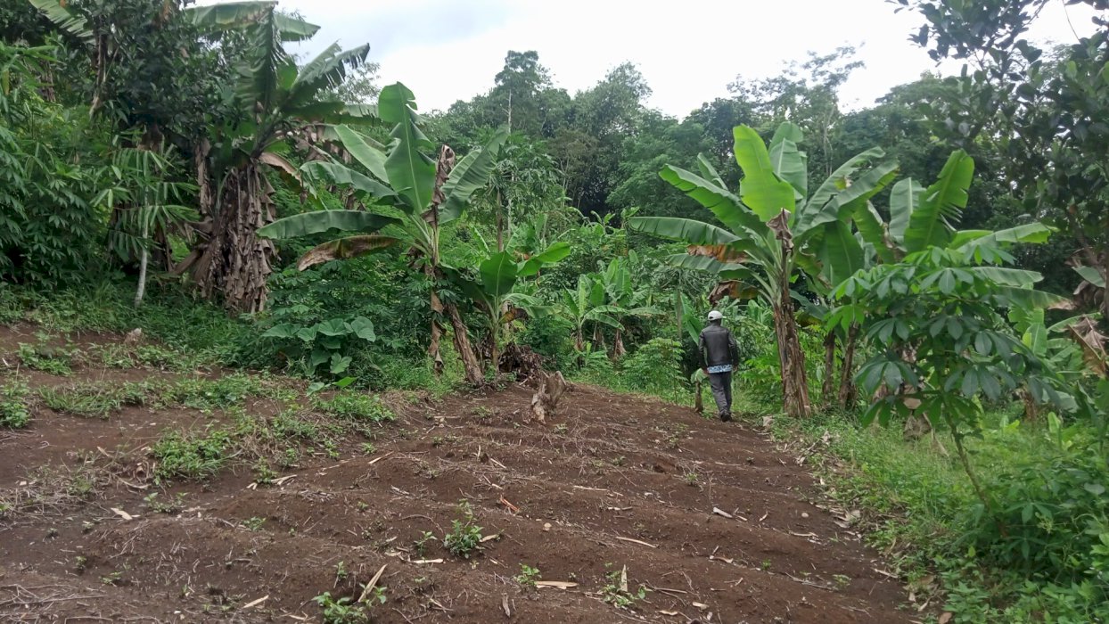 jual kebon  pisang , dan lain2