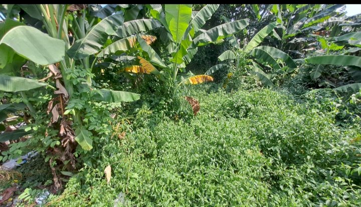 DI JUAL TANAH DARAT MURAH 2