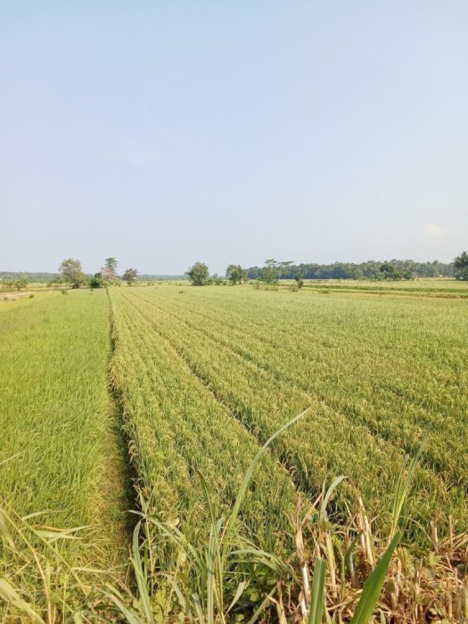DIJUAL TANAH CEPAT LOKASI STRATEGIS DI KULON PROGO YOGYAKARTA