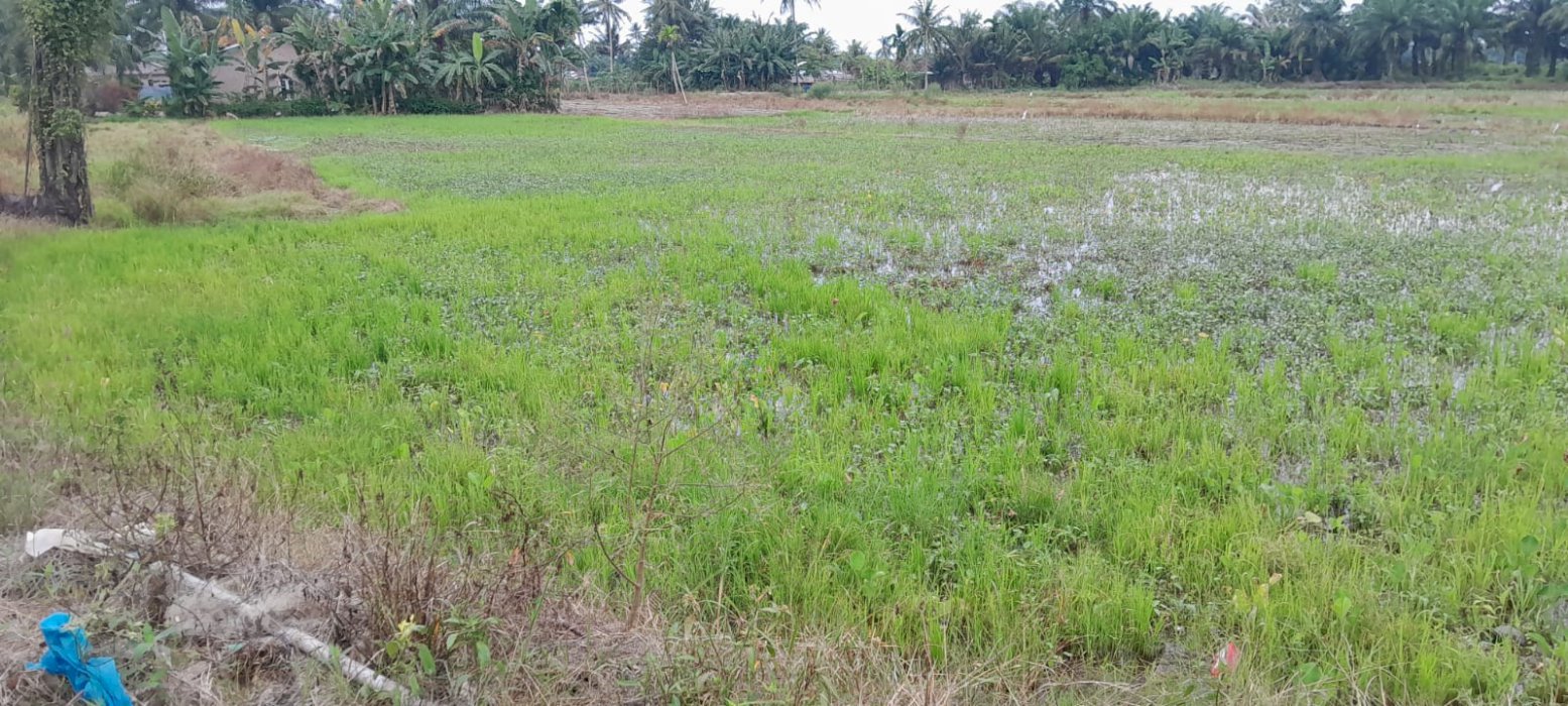 Dijual Cepat Sawah Siap Tanam