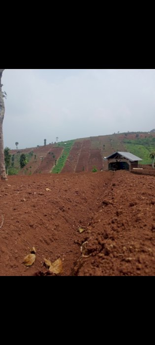 Di jual cepat LG b.u  kebun SAYUR ,BAWANG CABE  2ha  akses mobil truk