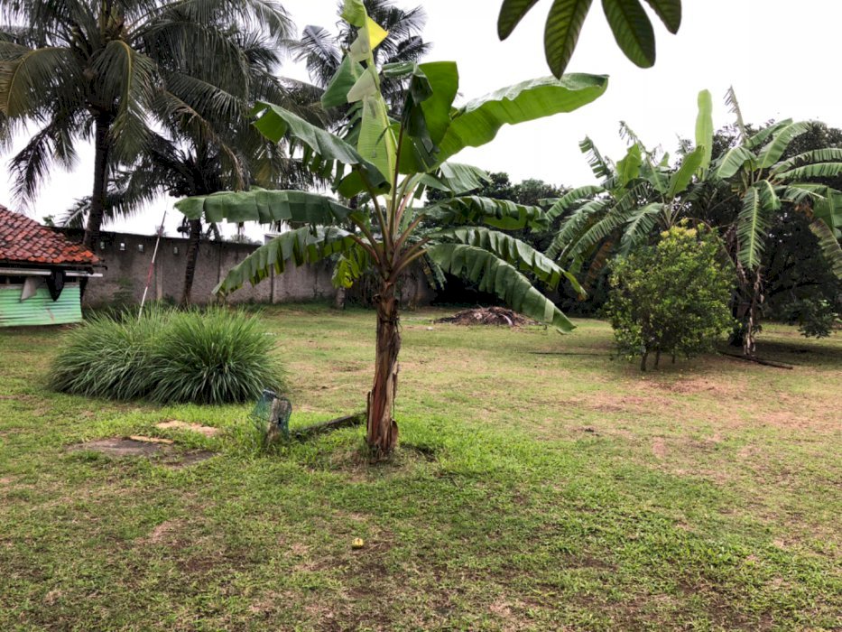 Tanah Beserta Kafe Dlm Kebun, Bogor Utara, Ls 2.385m2. Bs /u cluster.