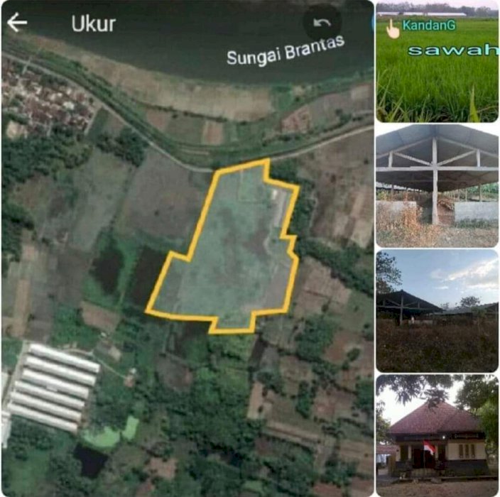 Tanah peternakan dan sawah di jombang jawa timur