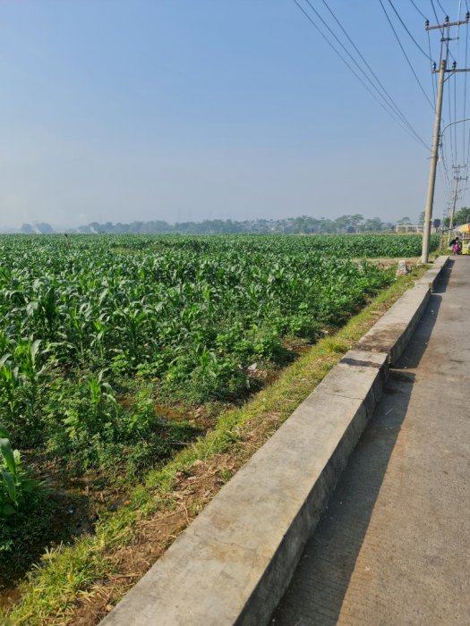 Lahan kebun luas pinggir jalan