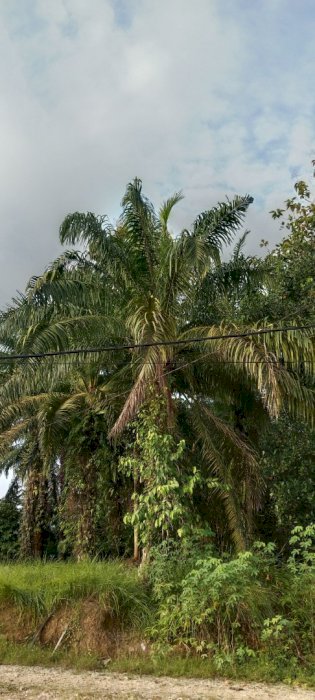 Jual tanah kosong pinggir jalan provinsi dekat perumahan