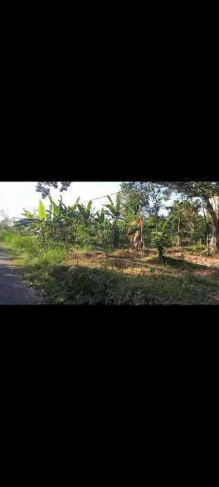 DI JUAL TANAH DI DAERAH DESA TURIREJO,LAWANG