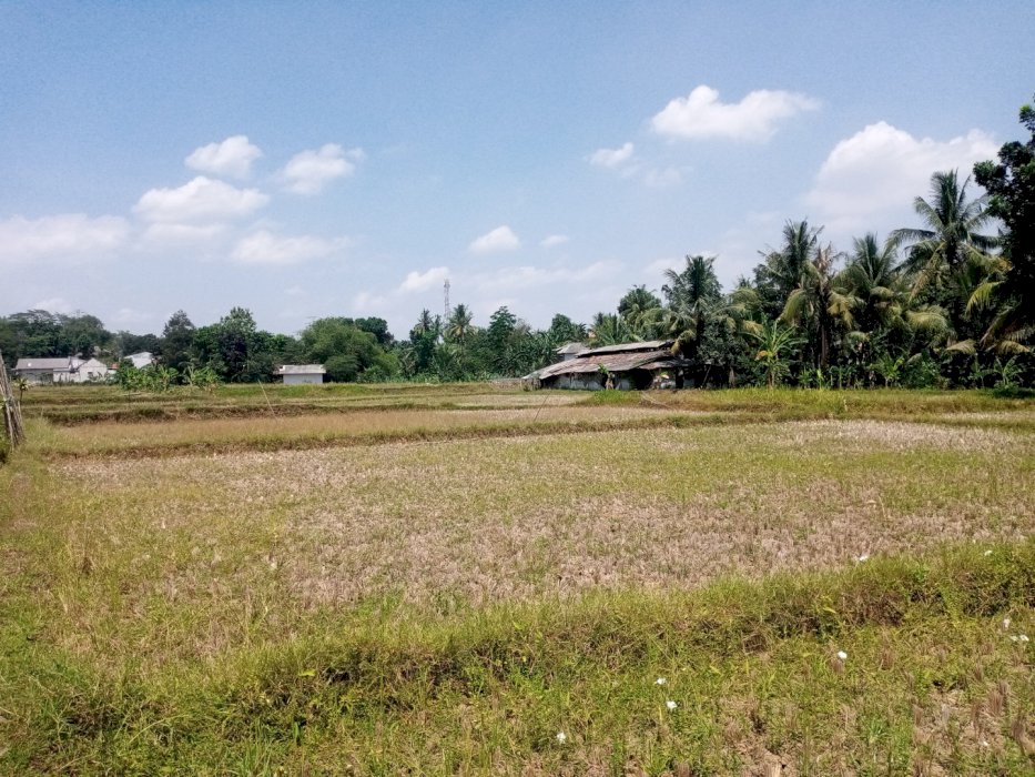 Jual tanah sawah per meter 750 nego langsung ke penjual