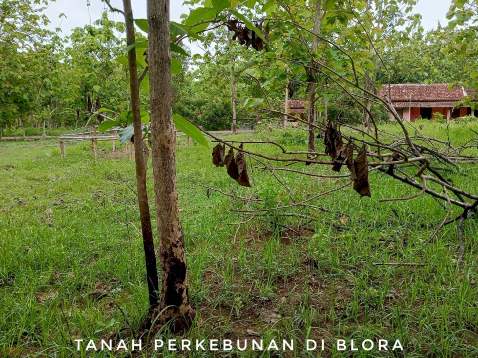 DIJUAL CEPAT tanah luas area perkebunan di Jl Raya Turirejo, Blora