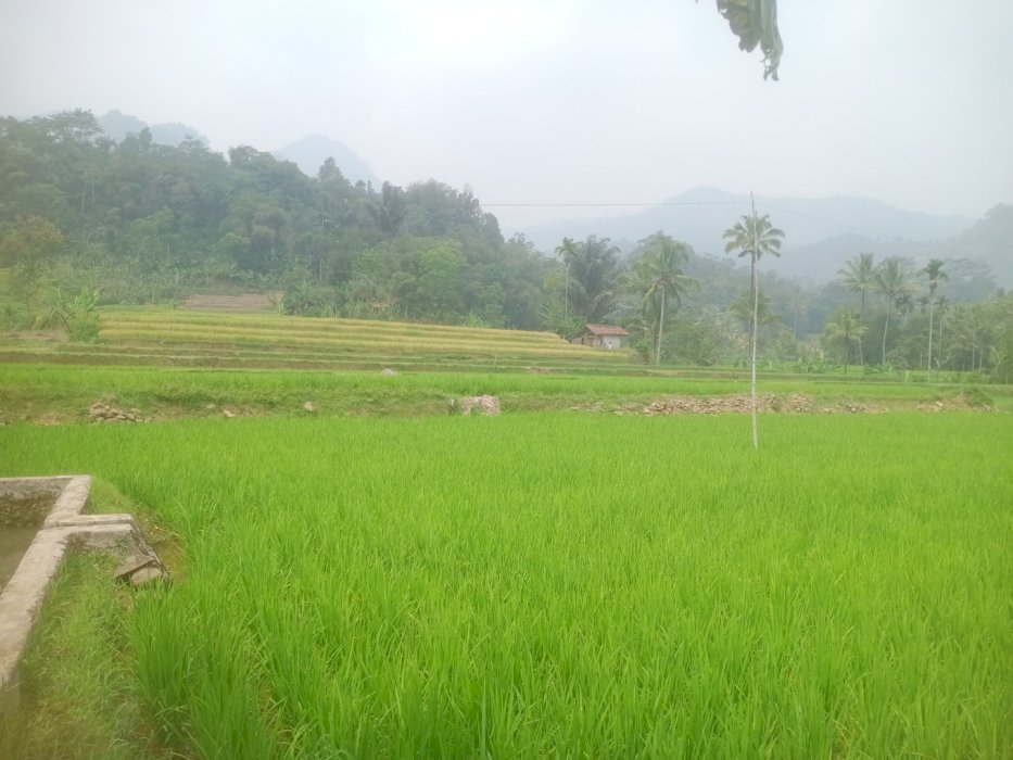 SAWAH PRODUKTIF AIR NORMAL PANEN 3X